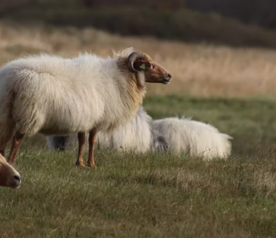 Even naar Schiermonnikoog, Vakantie vieren op Schiermonnikoog